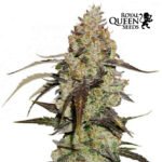 Royal Runtz Fem x3 - Royal Queen Seeds
