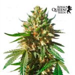 Sherbet Queen Fem x3 - Royal Queen Seeds