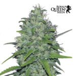 Skunk XL Fem - Royal Queen Seeds