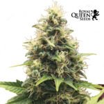 Somango XL Fem - Royal Queen Seeds