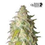 Sour Diesel Fem - Royal Queen Seeds