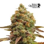 Special Queen #1 Fem - Royal Queen Seeds