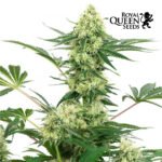 Wedding Crasher Fem x3 - Royal Queen Seeds
