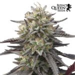 Wedding Gelato Fem x3 - Royal Queen Seeds