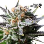 Fruit Spirit Fem - Royal Queen Seeds