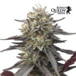 Green Crack Punch Fem x3 - Royal Queen Seeds
