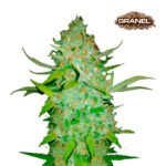 Ak 47 Auto - Mariseeds Seleccion