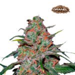 Lemon Auto 3+1 - Mariseeds seleccion