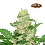 Skunk Auto 3+1 - Granel