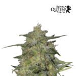 Royal Highness CBD Fem - Royal Queen Seeds