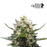 Royal Medical CBD Fem x3 - Royal Queen Seeds