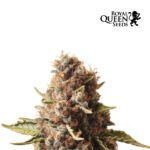 Euphoria CBD Fem - Royal Queen Seeds