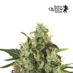 Medical Mass CBD Fem - Royal Queen Seeds