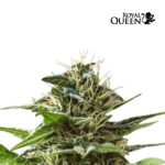 Tatanka Pure CBD Fem x3 - Royal Queen Seeds