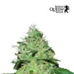 Joanne`s CBD Fem x3 - Royal Queen Seeds