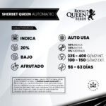 Sherbet Queen Auto x3 - Royal Queen Seeds - Imagen 2