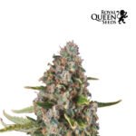 Sherbet Queen Auto x3 - Royal Queen Seeds