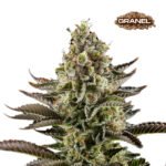 White Whidow Fem 3+1 - Granel