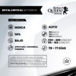 Royal Critical Auto - Royal Queen Seeds - Imagen 2