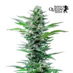 Royal Critical Auto - Royal Queen Seeds