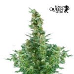 Royal Dwarf Auto - Royal Queen Seeds