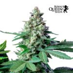 Easy Bud Auto - Royal Queen Seeds