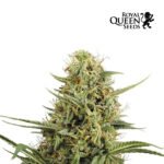 Hulkberry Auto x3 - Royal Queen Seeds