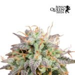 Mimosa Auto x3 - Royal Queen Seeds
