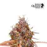 Purple Queen Auto x3 - Royal Queen Seeds