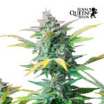 Quick One Auto - Royal Queen Seeds
