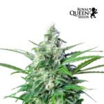 Royal AK Auto - Royal Queen Seeds