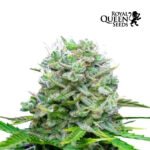 Royal Bluematic Auto - Royal Queen Seeds