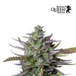Blue Cheese Auto x3 - Royal Queen Seeds