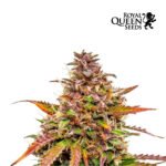 Bubble Kush Auto x3 - Royal Queen Seeds