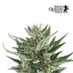 Royal Cheese Auto - Royal Queen Seeds