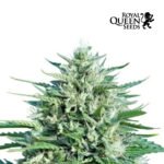 Royal Cookies Auto x3 - Royal Queen Seeds