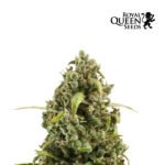 Diesel Kush Auto - Royal Queen Seeds