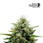 Fat Banana Auto x3 - Royal Queen Seeds