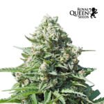 Royal Gorilla Auto x3 - Royal Queen Seeds