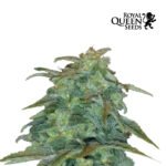 Royal Haze Auto - Royal Queen Seeds