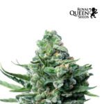Royal Jack Auto - Royal Queen Seeds