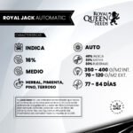 Royal Jack Auto - Royal Queen Seeds - Imagen 2