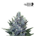 Northern Light Auto x3 - Royal Queen Seeds