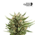 Sweet Skunk Auto - Royal Queen Seeds
