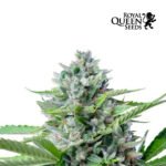 Fast Eddy Auto CBD - Royal Queen Seeds