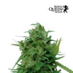 Solomatic Auto CBD - Royal Queen Seeds