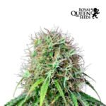 Royal CBG Auto x3 - Royal Queen Seeds