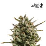 Amnesia Haze Auto - Royal Queen Seeds
