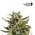 White Widow Auto x3 - Royal Queen Seeds