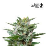 Stress Killer Auto CBD x3 - Royal Queen Seeds